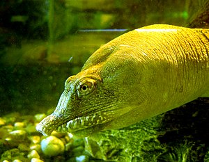 Chinese Softshell Turtle