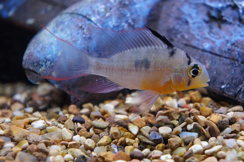 File:A Bolivian Ram - Mikrogeophagus altispinosus.JPG