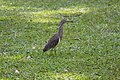 * Nomination A bird in the garden of Karnataka High Court --Krishna Chaitanya Velaga 02:20, 17 April 2017 (UTC) Comment Needs identification and taxa name on the file description and category--Moroder 05:08, 17 April 2017 (UTC) @Moroder:  Done, added. --Krishna Chaitanya Velaga 02:34, 18 April 2017 (UTC) * Promotion Good quality. Thanks --Moroder 08:17, 21 April 2017 (UTC)