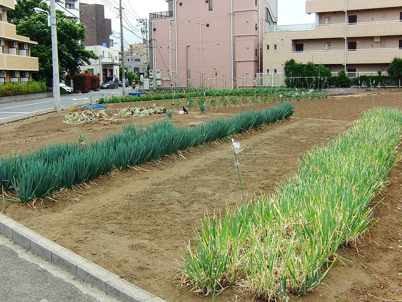 File:A field in Hazawa Nerima.jpg