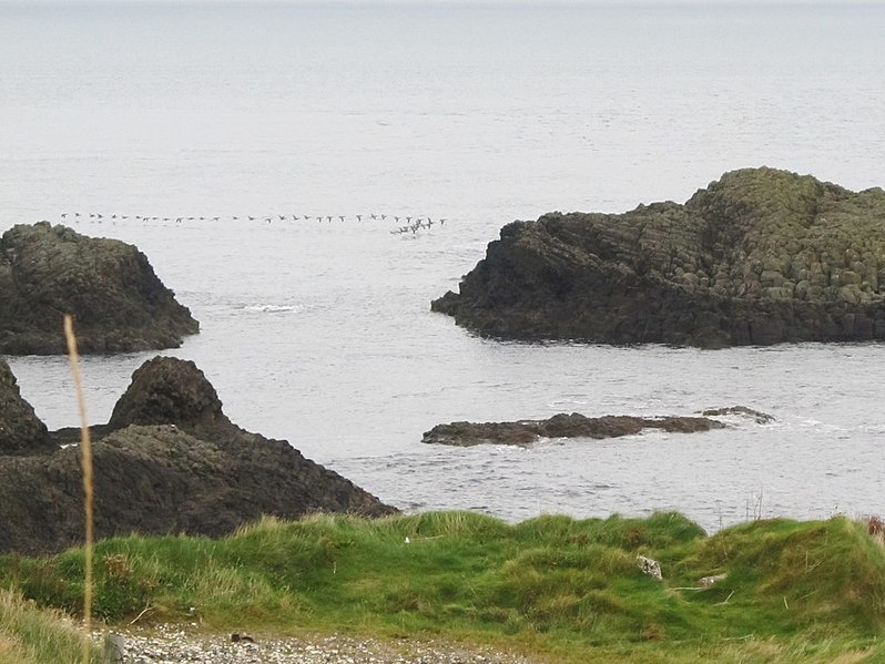 File:A formation of ducks at Ballintoy Harbour - geograph.org.uk - 3739665.jpg