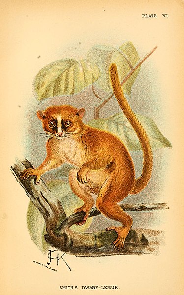 File:A hand-book to the primates (Plate VI) (6029122824).jpg