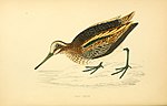 A history of British birds. By the Rev. F.O. Morris (1862) (14727872026).jpg
