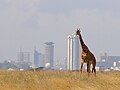 Zsiráf a Nairobi Nemzeti Parkban, háttérben a főváros, Nairobi toronyházaival