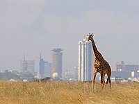 A lone giraffe in Nairobi National Park.jpg