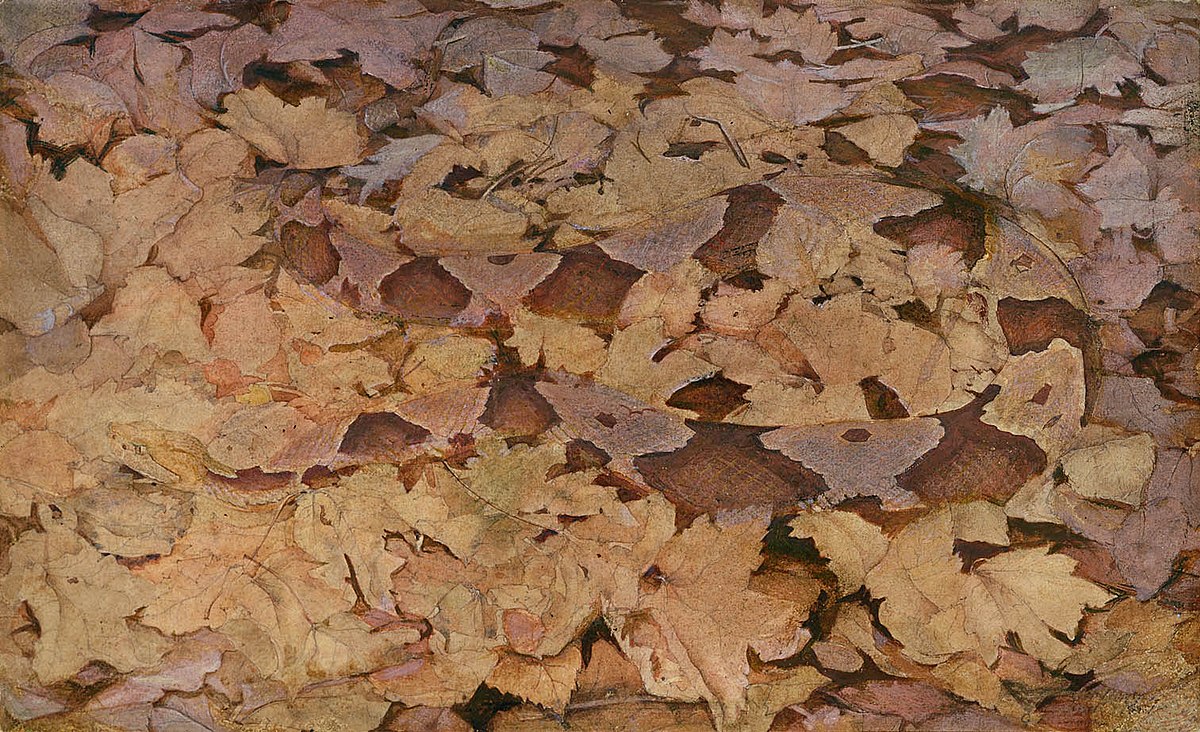 https://upload.wikimedia.org/wikipedia/commons/thumb/a/ac/Abbott_Handerson_Thayer_-_Copperhead_Snake_on_Dead_Leaves%2C_study_for_book_Concealing_Coloration_in_the_Animal_Kingdom_-_1950.2.15_-_Smithsonian_American_Art_Museum.jpg/1200px-thumbnail.jpg