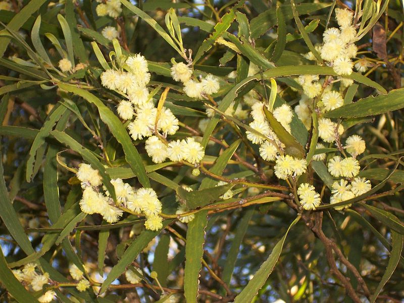 File:Acacia heterophylla (flowers).JPG