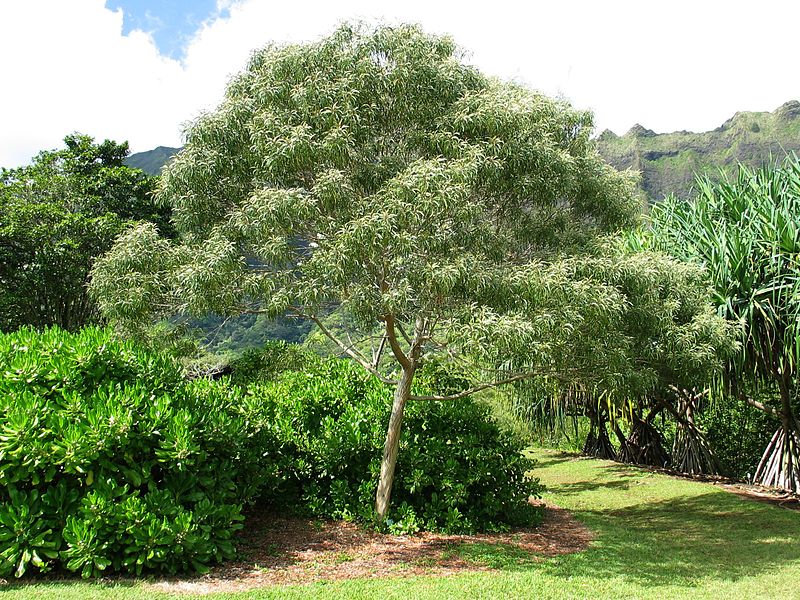 File:Acacia koaia (5187962830).jpg