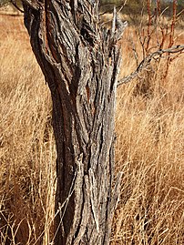 Akasia sericophylla bark.jpg