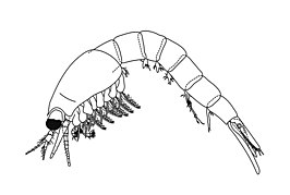 Acanthomysis quadrispinosa