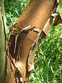 Acer griseum bark