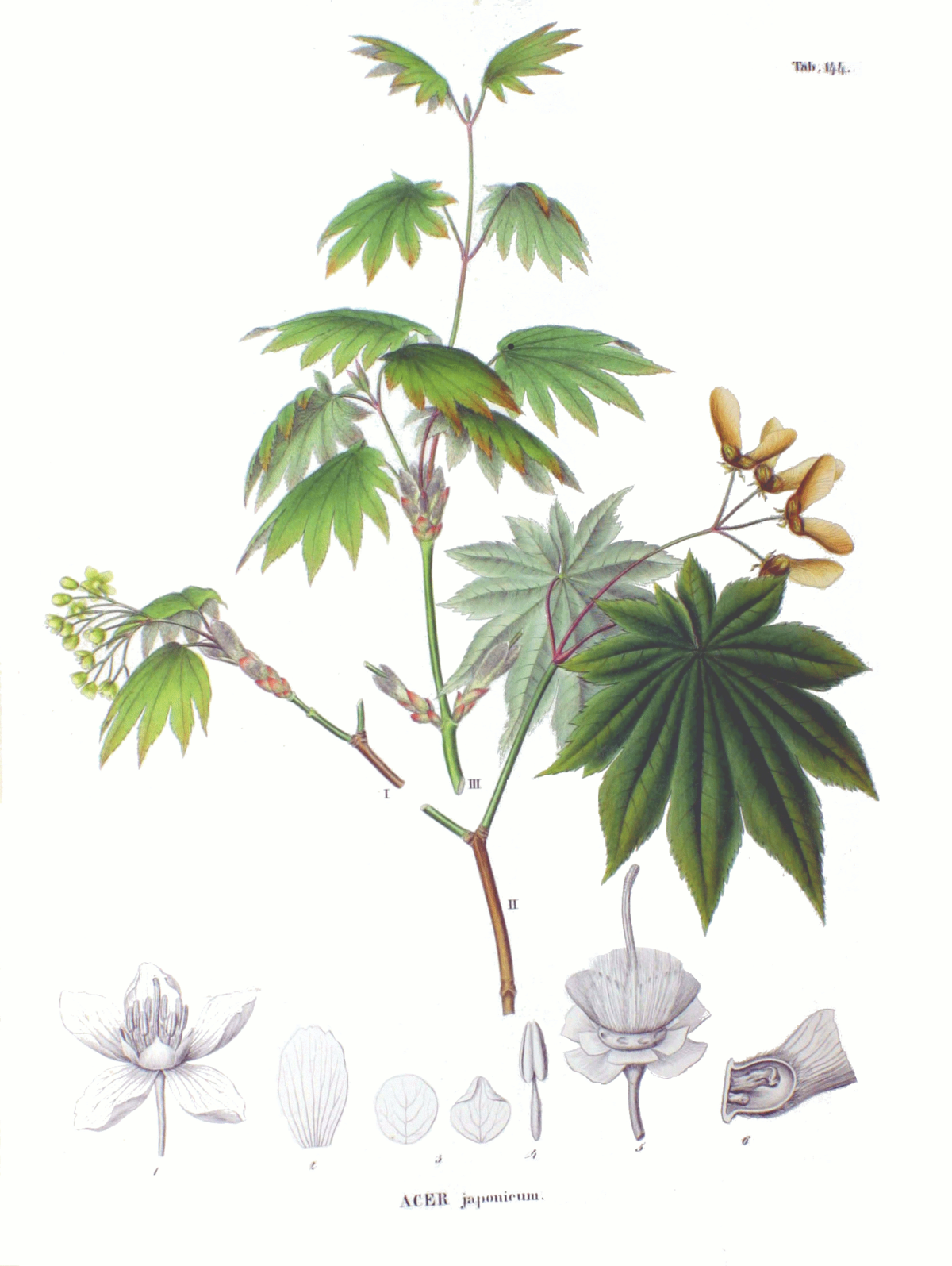 File Acer Japonicum Sz144 Png Wikimedia Commons