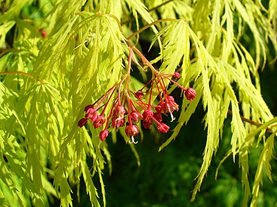 Acer palmatum Inflorescence