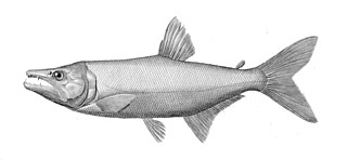 <i>Acestrorhynchus</i> Genus of fishes