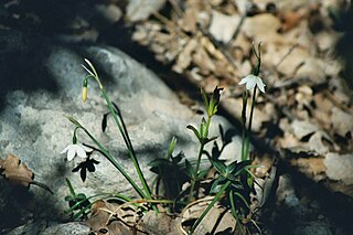 <i>Acis fabrei</i> Species of flowering plant in the family Amaryllidaceae