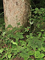 開花前の全姿。基部の大きい葉は根出葉で花時にも生存する。茎葉は互生し、上にいくにしたがって小型になる。