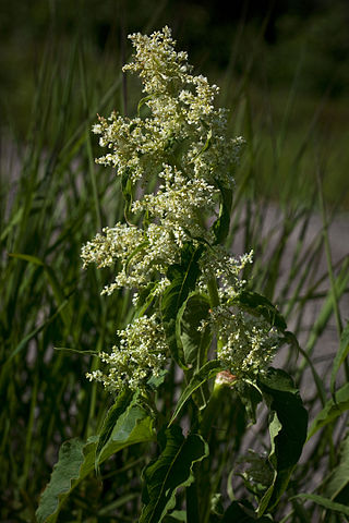 <i>Koenigia alaskana</i> Species of flowering plant