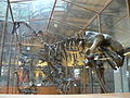 Szkielet mamutaka w Muzeum Historii Naturalnej w Paryżu