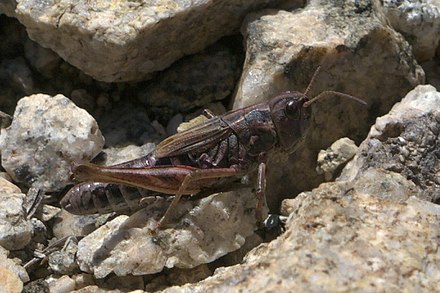 Aeropedellus clavatus Aeropedellus clavatus P1310818a.jpg