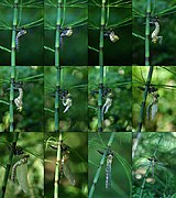 ♀ Aeshna cyanea (Southern Hawker)