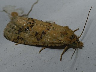 <i>Aethes williana</i> Species of moth