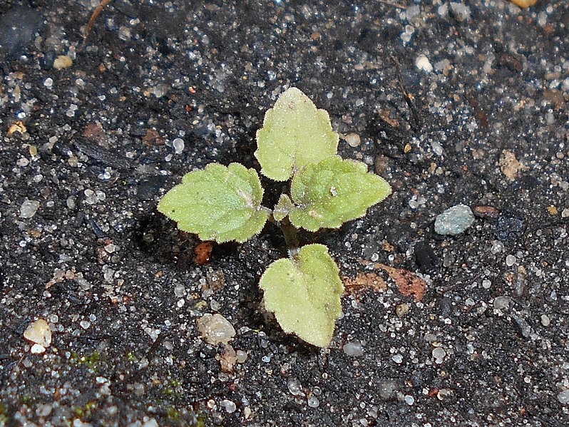 File:Agastache urticifolia 2018-05-22 2369.jpg