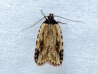 <i>Agonopterix atrodorsella</i> Species of moth