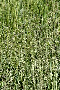 Agrostis tenuis1.jpg