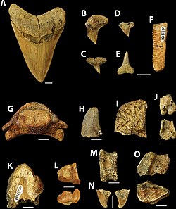 Vertebrate fossils of the Alajuela Formation Alajuela Formation - Vertebrate fossils.jpg