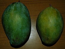 Alampur Beneshan stays green even on ripening - the yellowing one on the right is probably slightly over-ripe. Note the small white pores distributed all over the skin of both mangoes, which is a characteristic of this cultivar. Alampur Benishan Mangoes.jpg