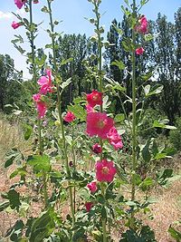 Alcea rosea