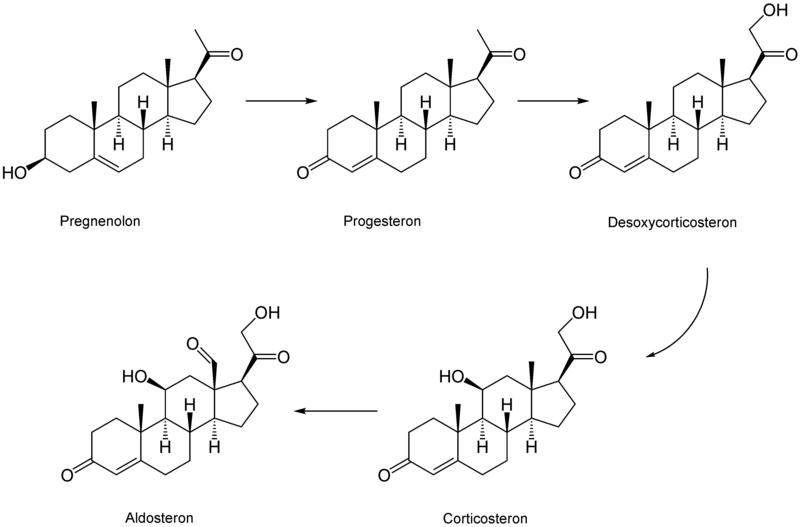 Aldosteron-Synthese