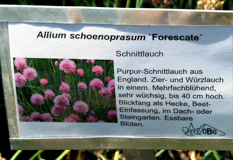 File:Allium schoenoprasum Forescate.jpg