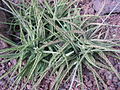 Miniatura para Aloe bellatula