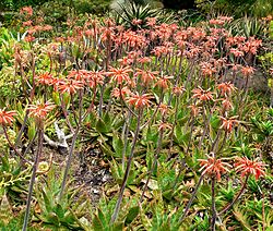 Aloe saponaria 1.jpg