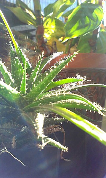 File:Aloe vera a napfényben.jpg