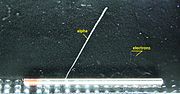 Alpha particles and electrons (deflected by a magnetic field) from a thorium rod in a cloud chamber