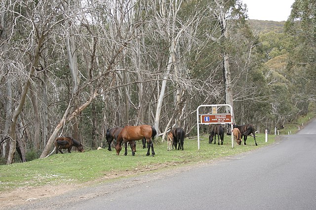 Brumbies grazing on Alpine Way near Dead Horse Gap