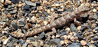 <i>Alsophylax</i> Genus of lizards