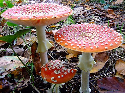 Amanita muscaria vliegenzwam