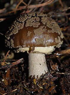 <i>Amanita nothofagi</i> Species of fungus