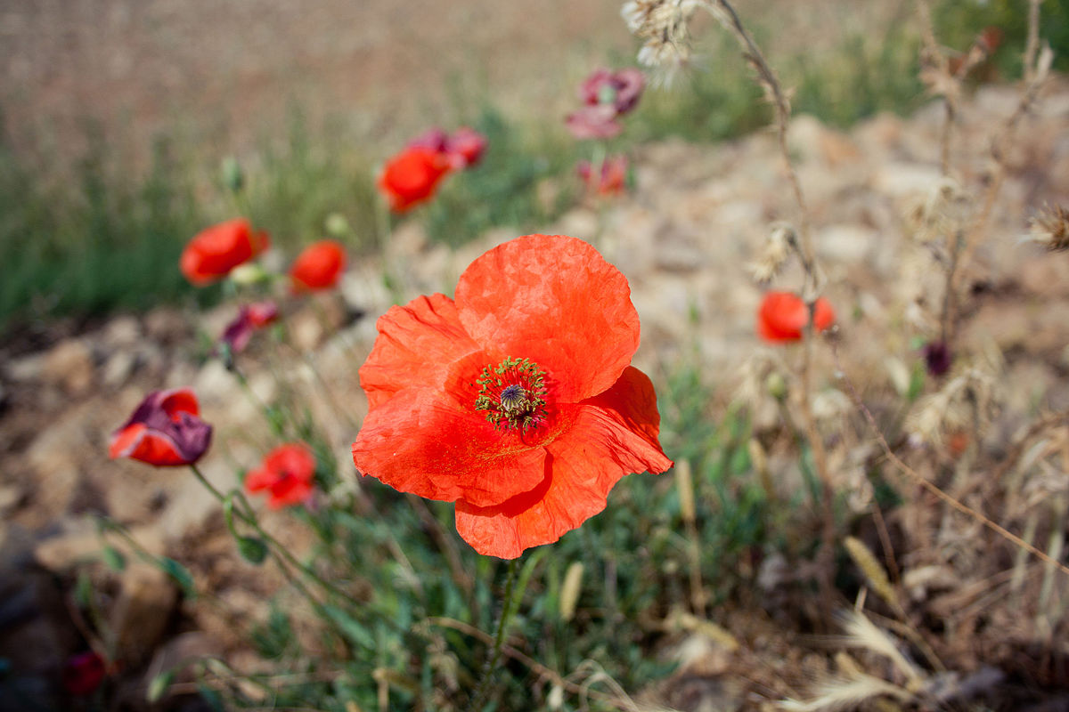 Amapola roja para que sirve