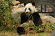 Amazing Asian Animals - Panda Ying Ying.jpg