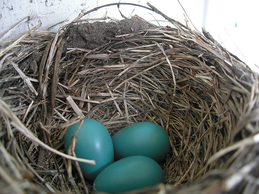 1024px-American_Robin_nest_and_eggs