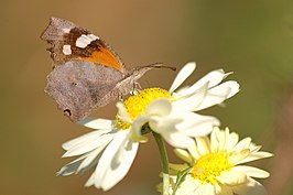 Libytheana carinenta