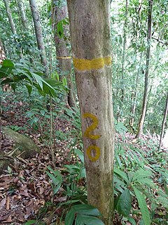 <i>Amphitecna isthmica</i> Species of flowering plant