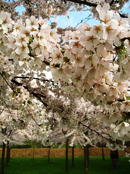 File:Amstelveen - Dutch sakura (3434247019).jpg