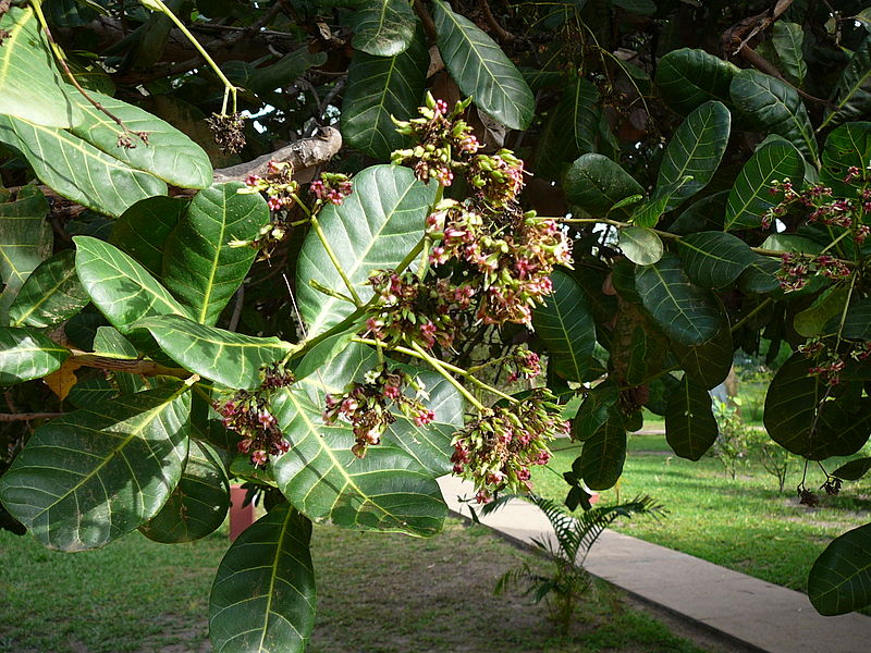 File:Anacardium occidentale 0008.jpg