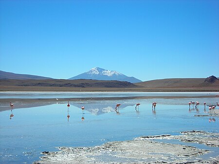 Flamingos foraging in an altiplano lake in Southwest Bolivia Andean flamingo.jpg