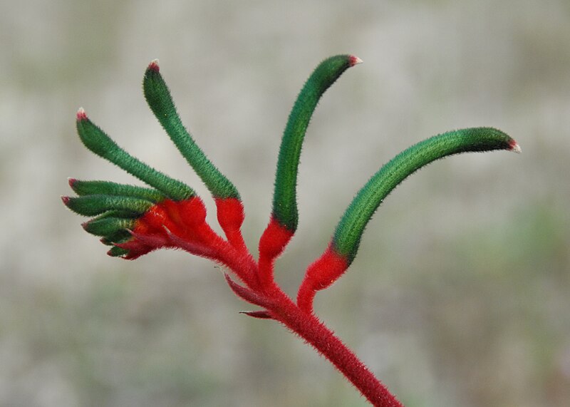 File:Anigozanthos manglesii, Eaton.JPG